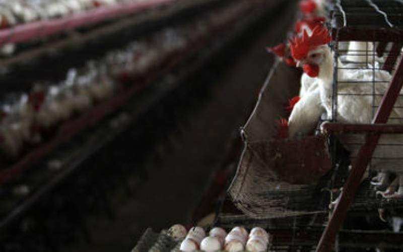 Птицефабрика 