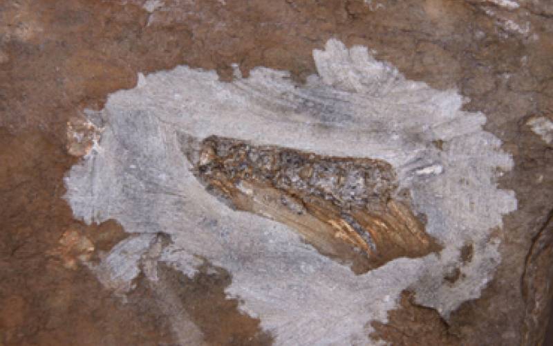 ископаемые остатки предполагаемых летающих рыб