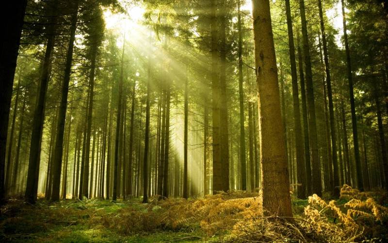 Леса – это легкие планеты