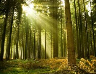 Леса – это легкие планеты